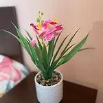 Central Pulse * Варна